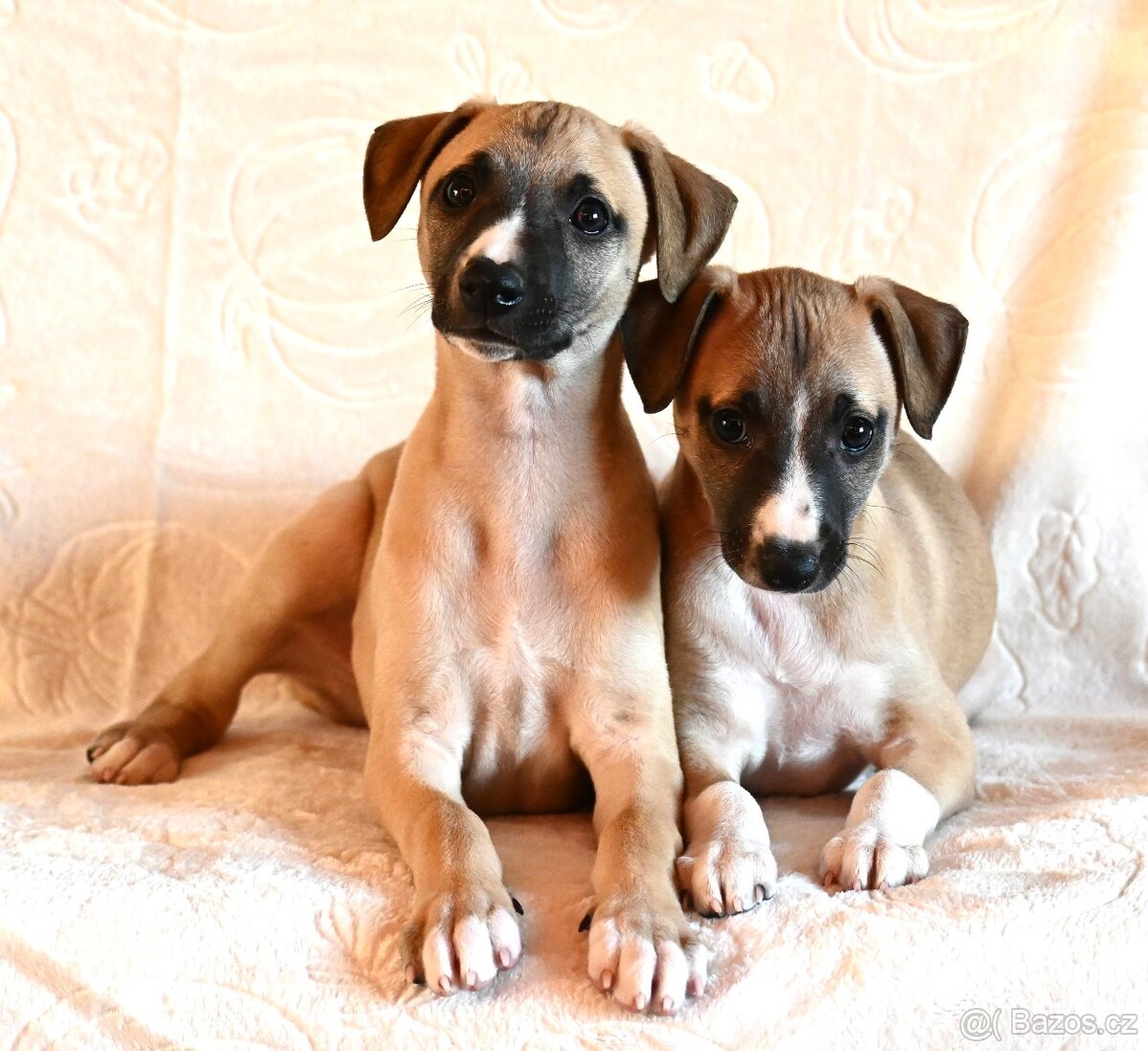 Vipet Whippet pejsek - 3