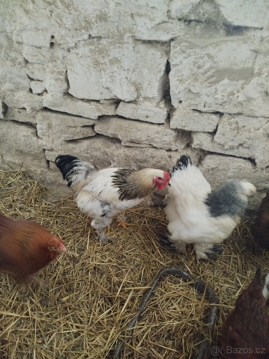 Prodám nasadova vajička - 3