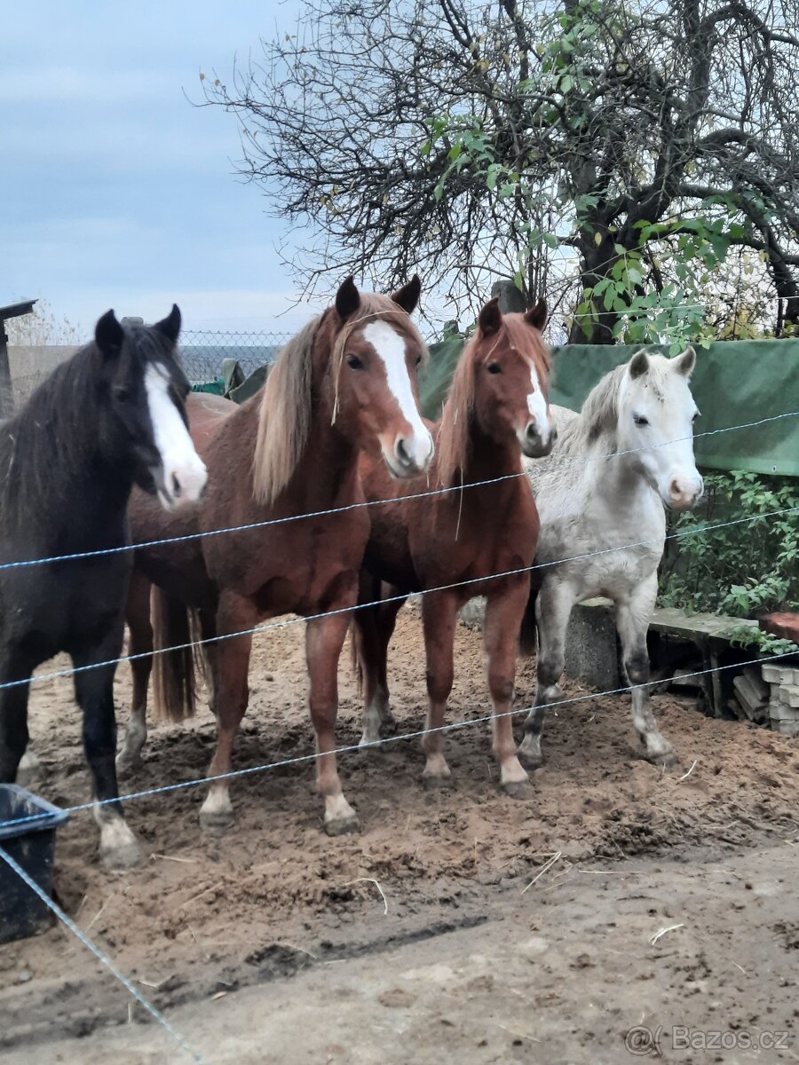 Welsh pony kobylka - 3