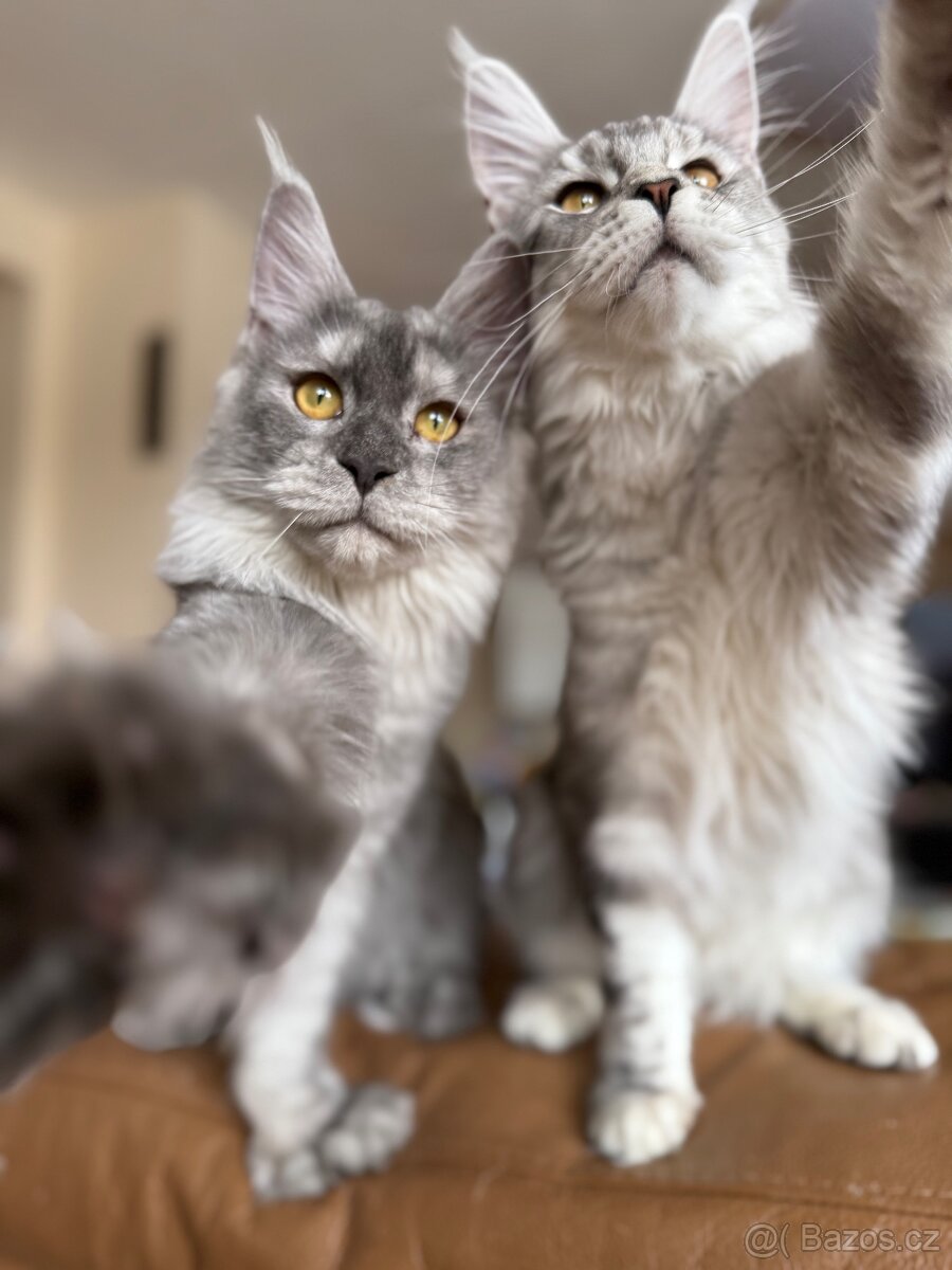 ⚜️Mainská Mývalí Maine Coon s PP⚜️ - 3