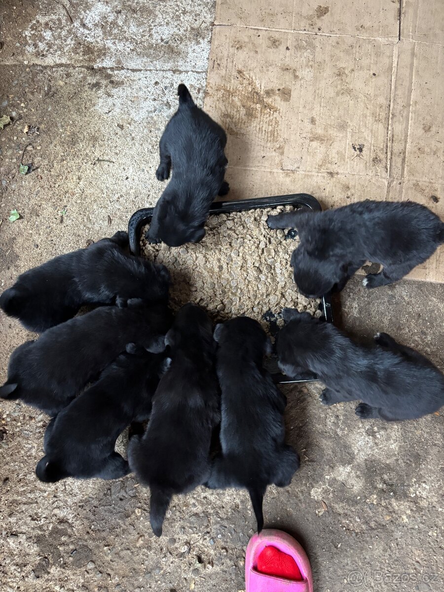 Štěňátka - Border Kolie x Labrador - 3