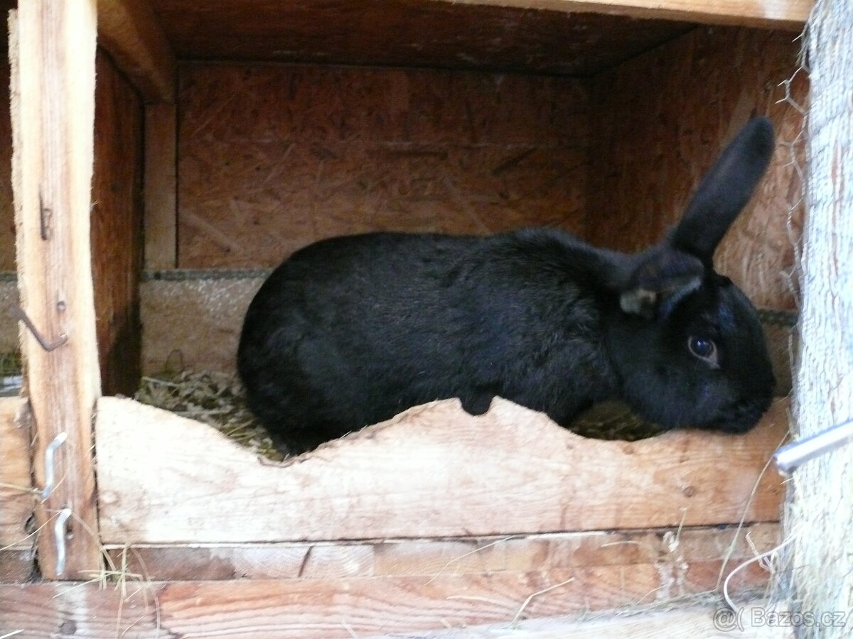 Prodám křížence králíků - 3
