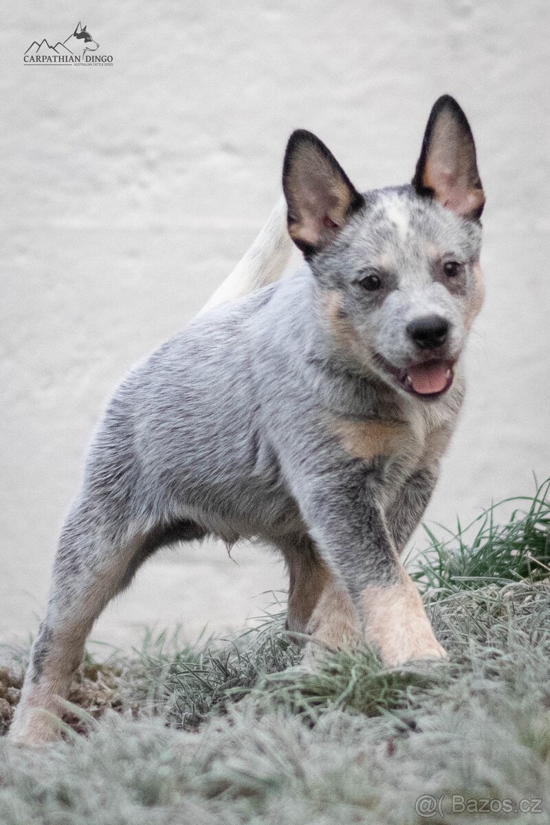 Australský honácký pes - s PP - 3