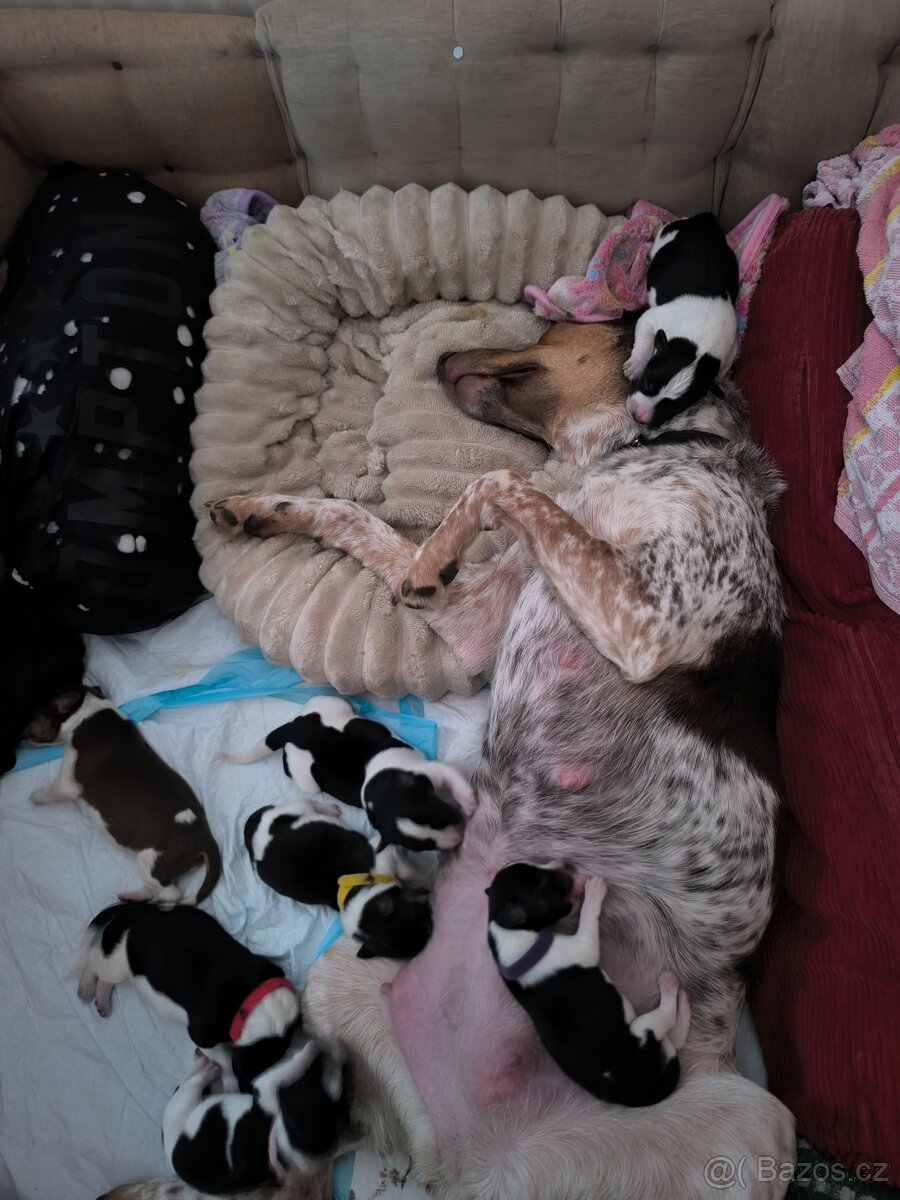 Štěňata Českého strakatého psa - 3