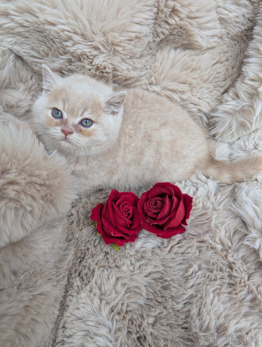 Britská koťata - 3