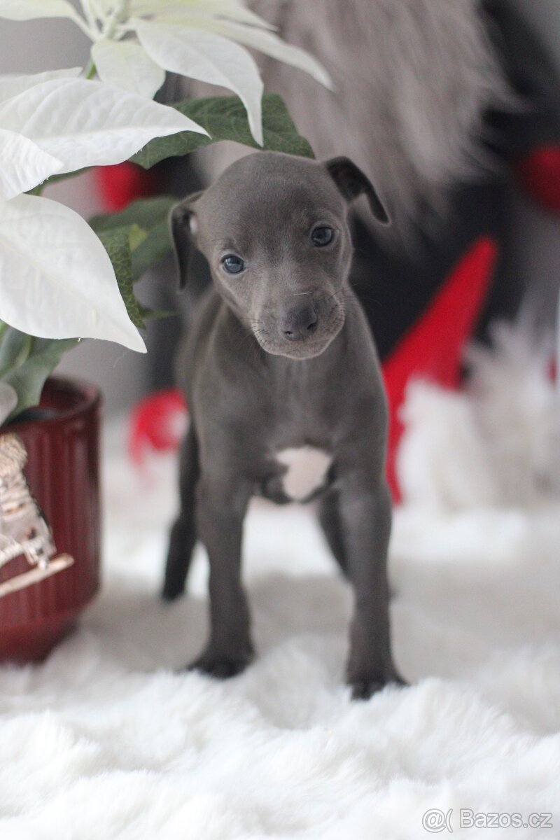 Italský chrtík Fenka s PP - 3