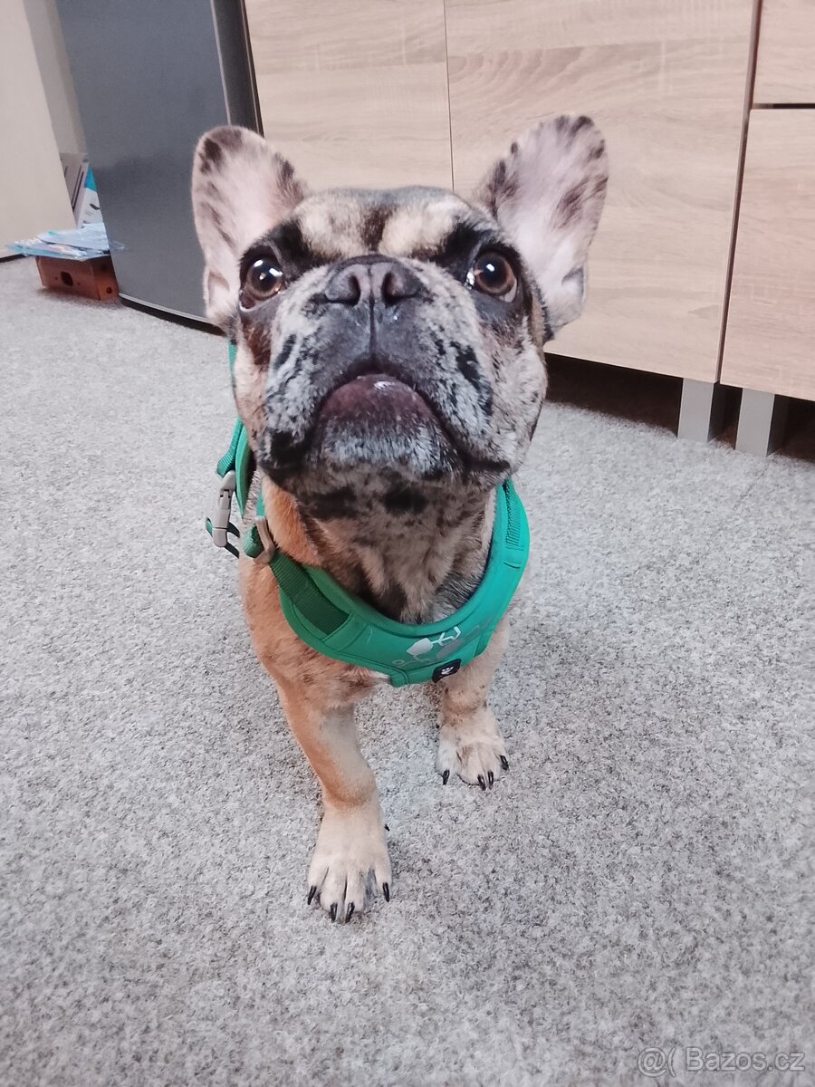 Štěňátko francouzský buldoček - 3