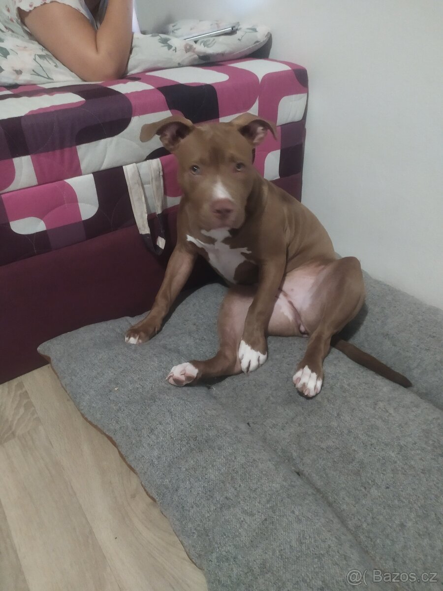 American Buly standard štěně - 3