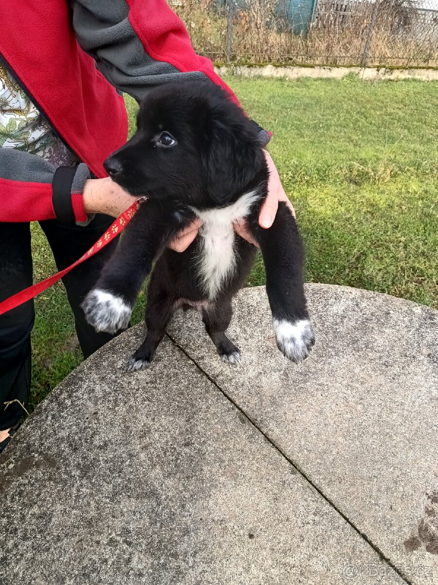 Kříženec border kolie - 3