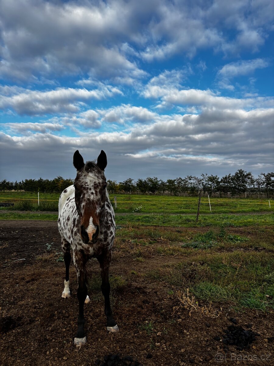 Predám appaloosa kobylu - 3