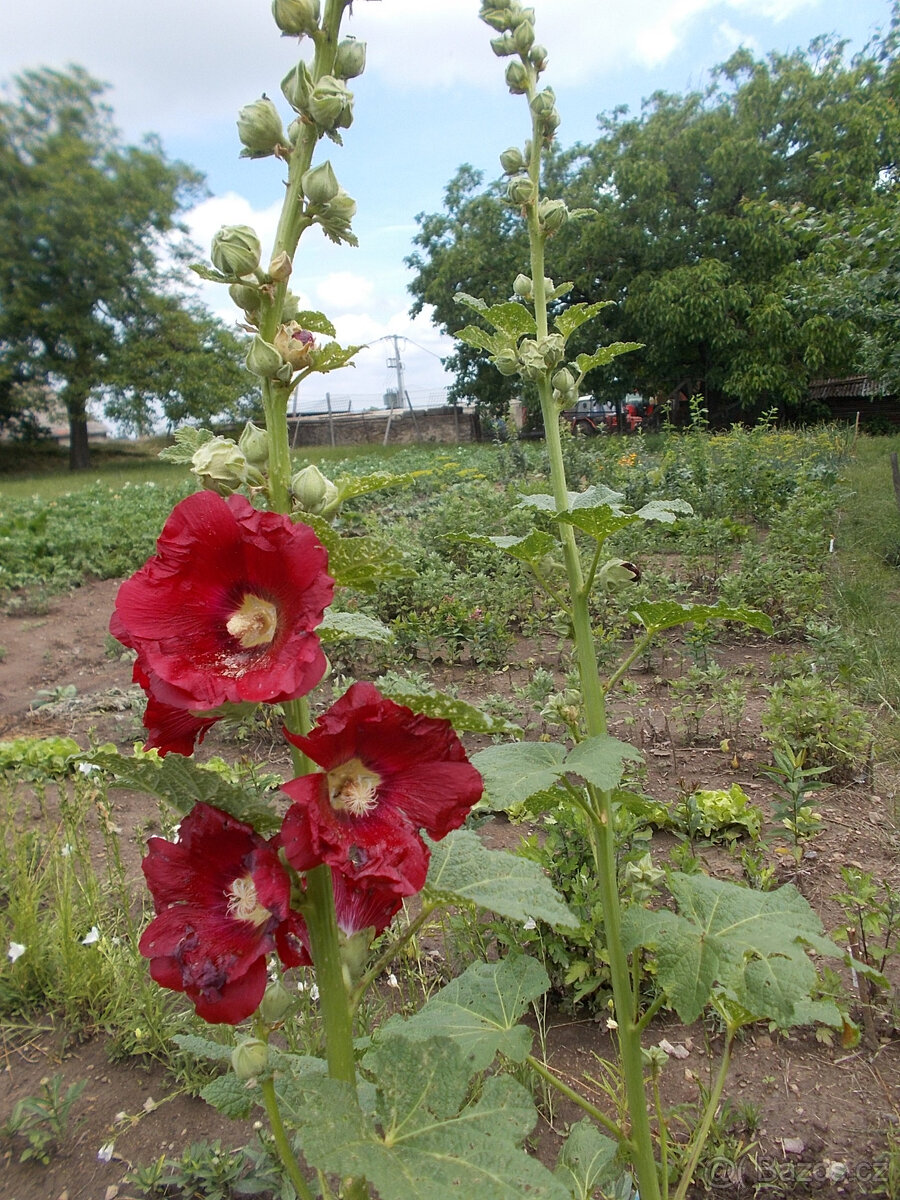 semena TOPOLOVKY - 3 barvy - 3