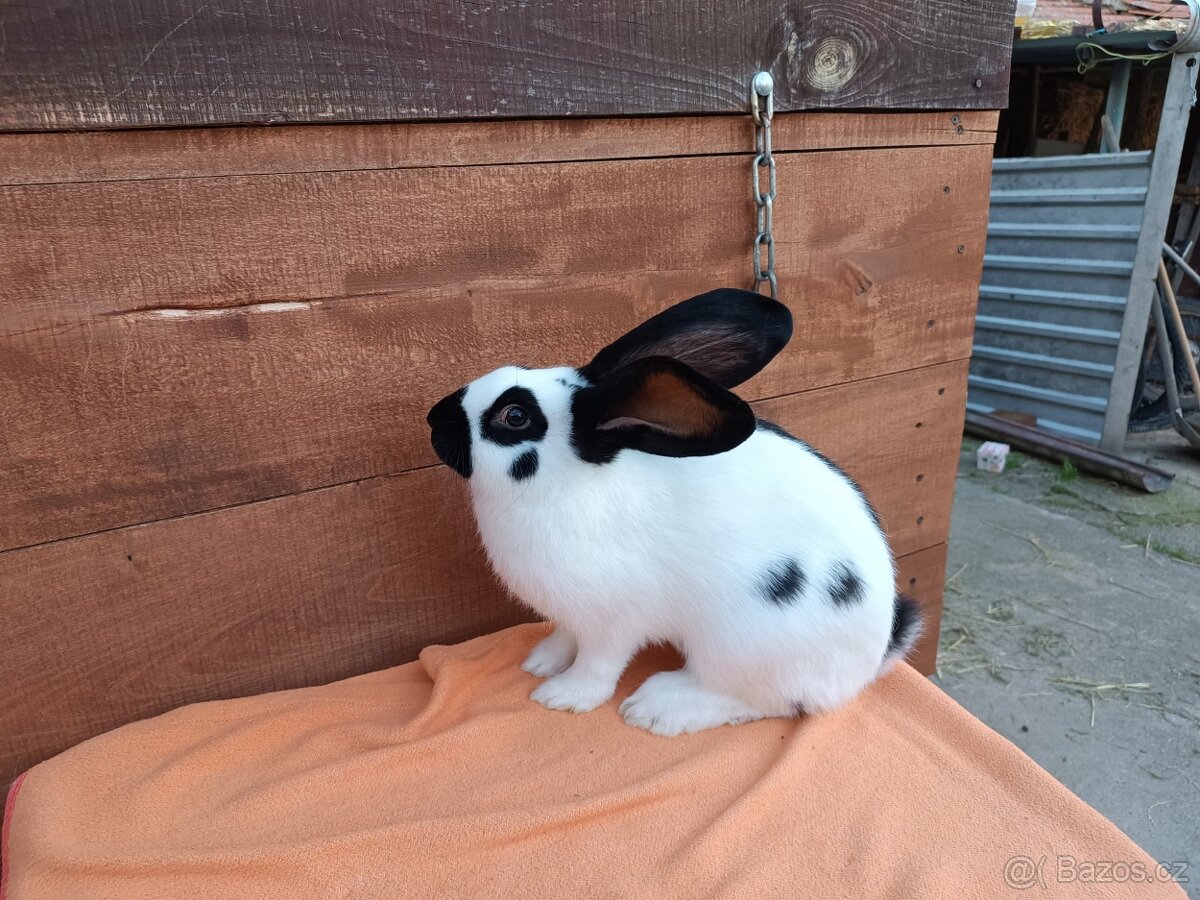 Německý Obrovitý Strakáč č 2 - 3