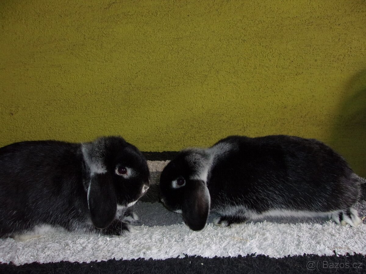 Zakrslý beran bílopesíkatý černý - 3