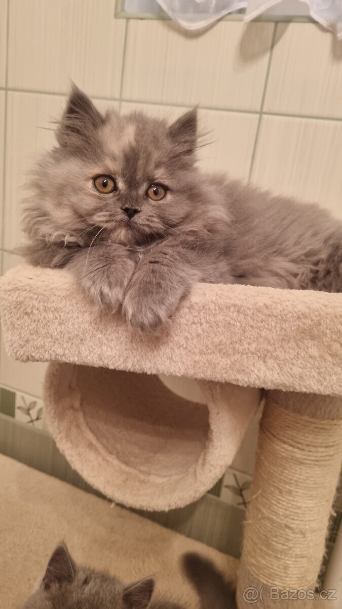 Britská koťata - 3