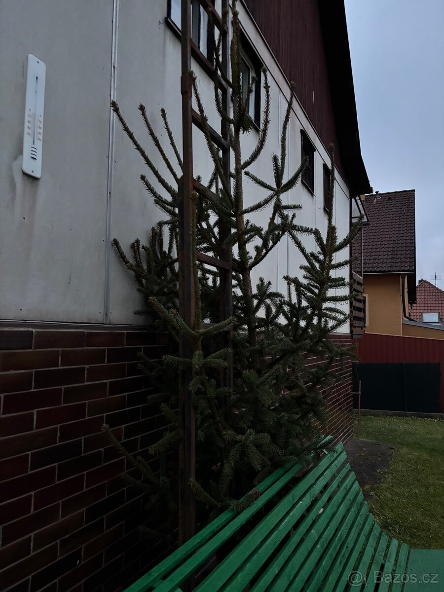 Daruji vánoční stromek - 3