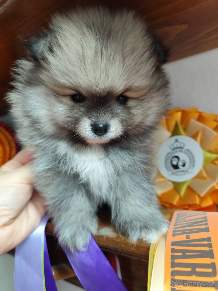 Pomeranian s PP - 3