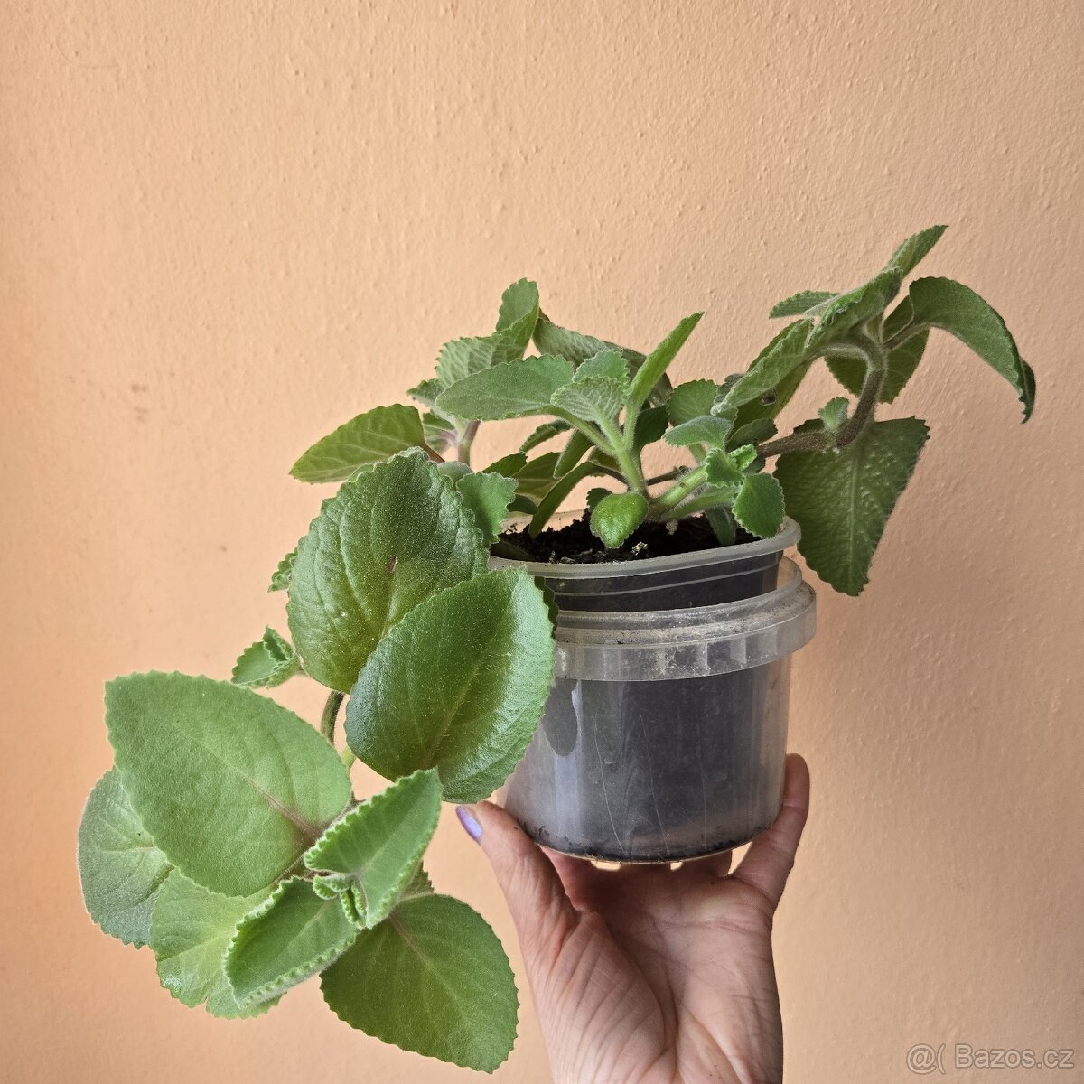 Rýmovník, dvě sadičky v kelímku - 3