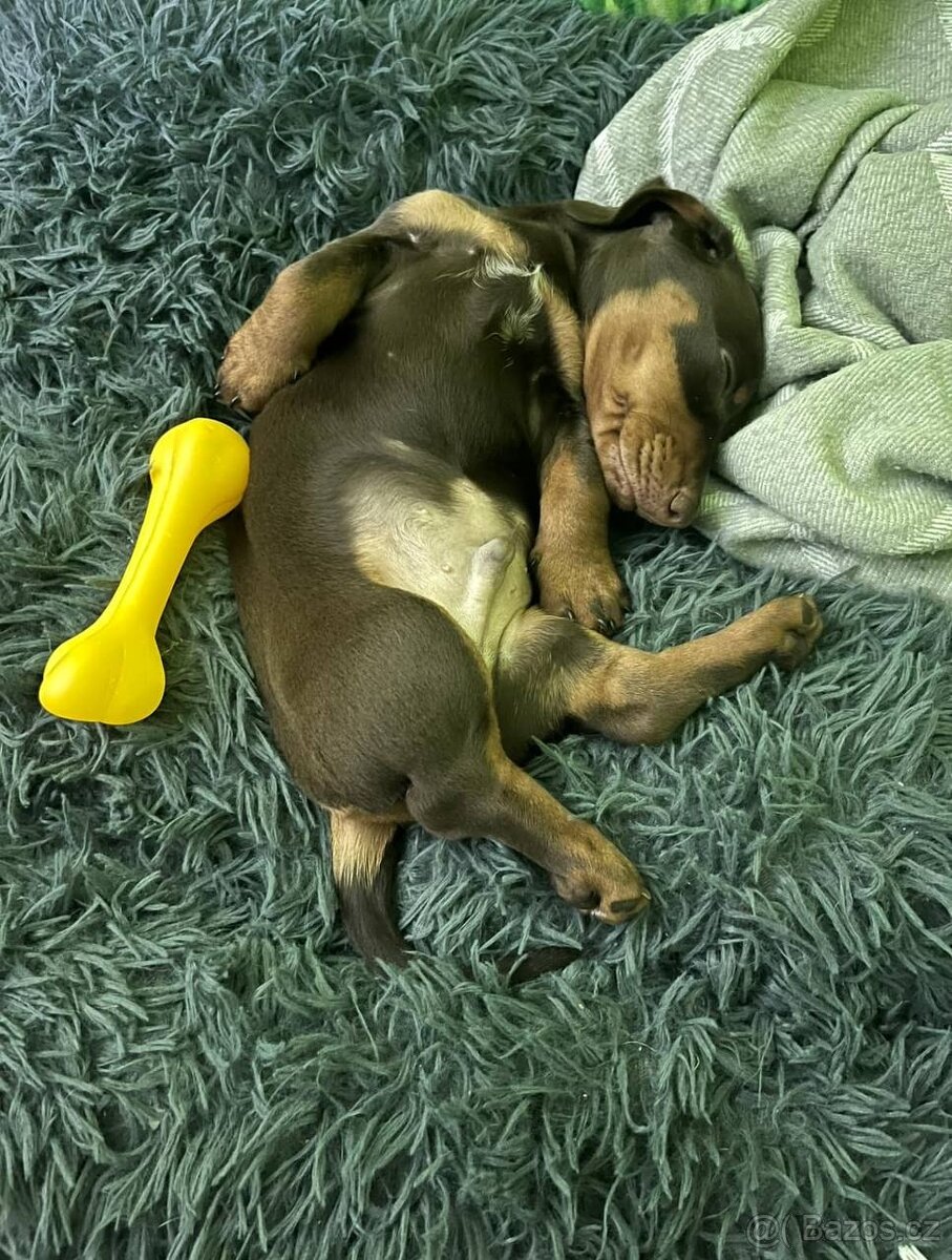 Jezevčík Krytí - 3