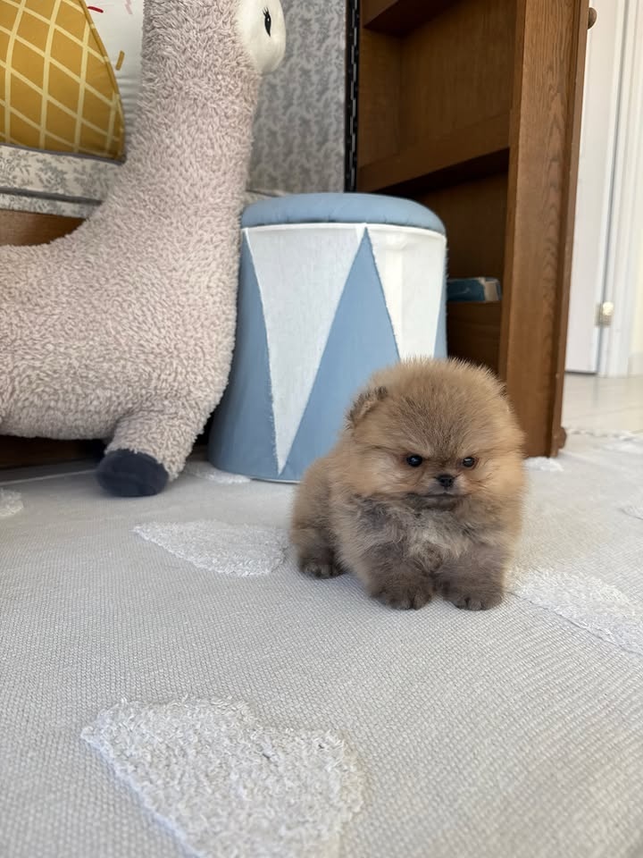 Šteniatka pomeranskeho špica - 3