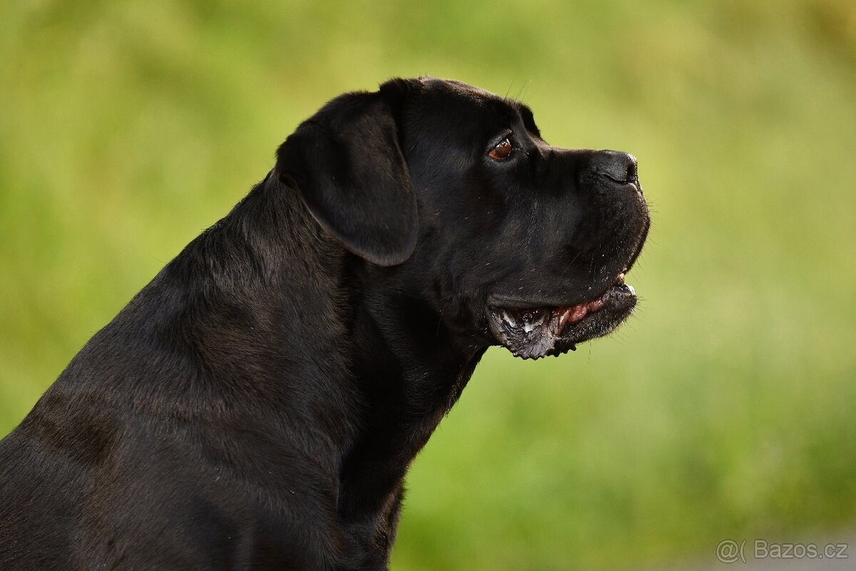 Cane Corso krytí - chovný černý pes - 3