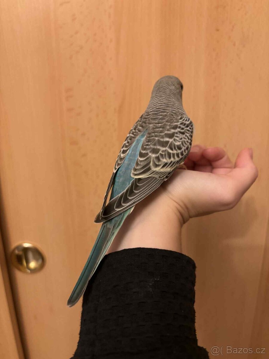 Prodám mladé andulky po vylétnutí z budky - 3