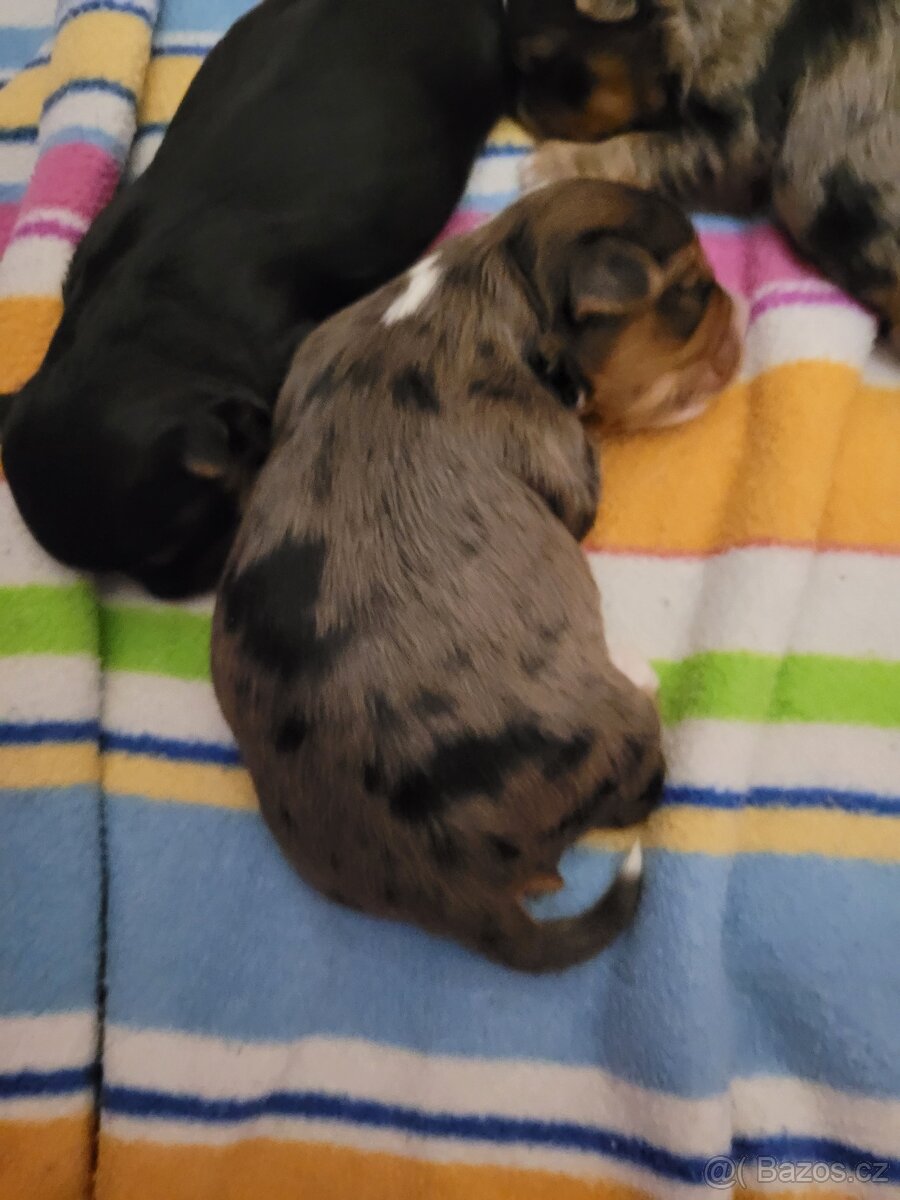 Jorkširský teriér - 3