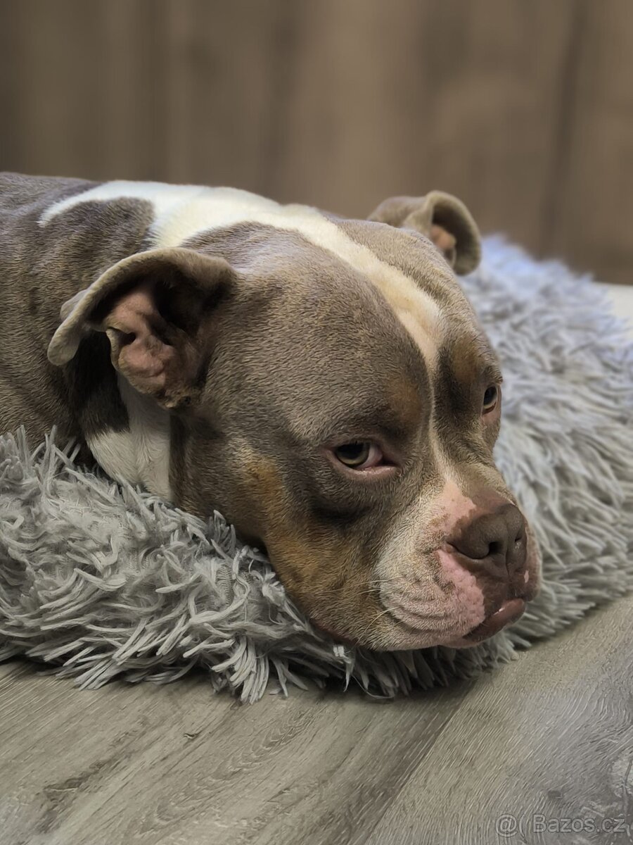 American Bully pocket krytí - 3
