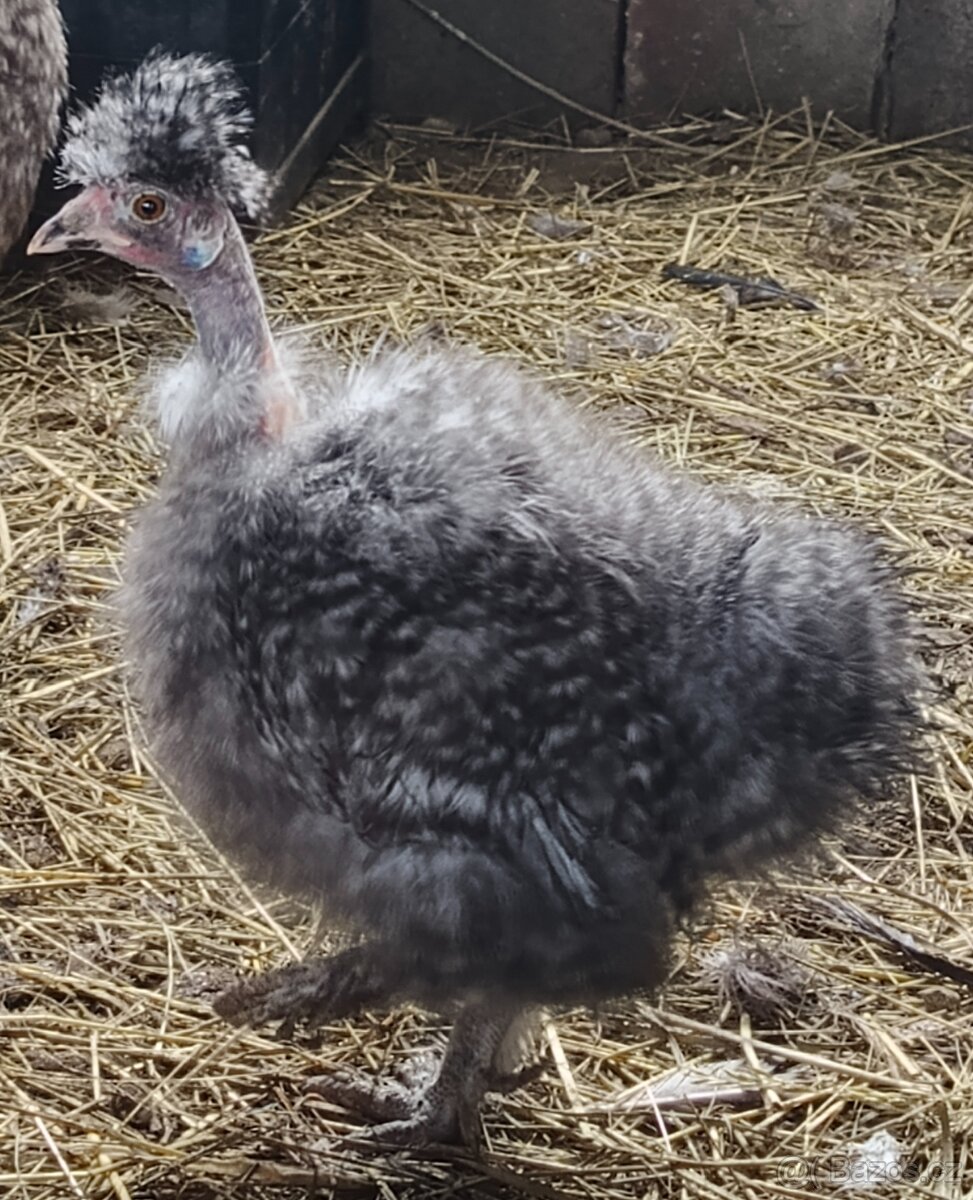 Slepička krahujci usa - 3