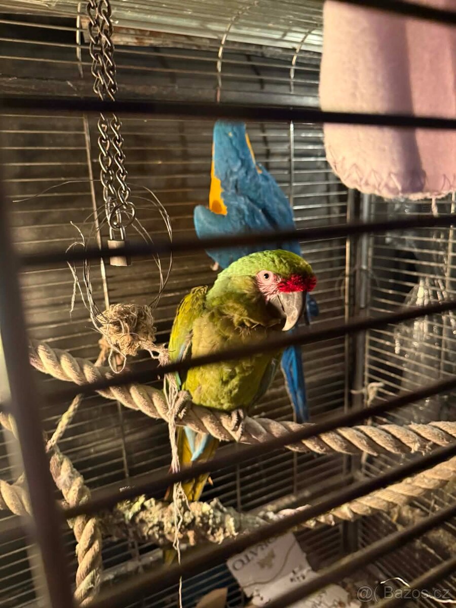 Papoušci - 3