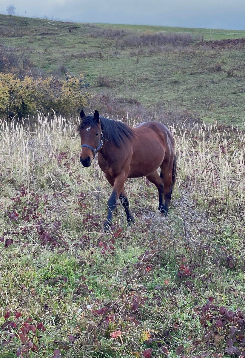 Predám 3,5letého valacha - 3