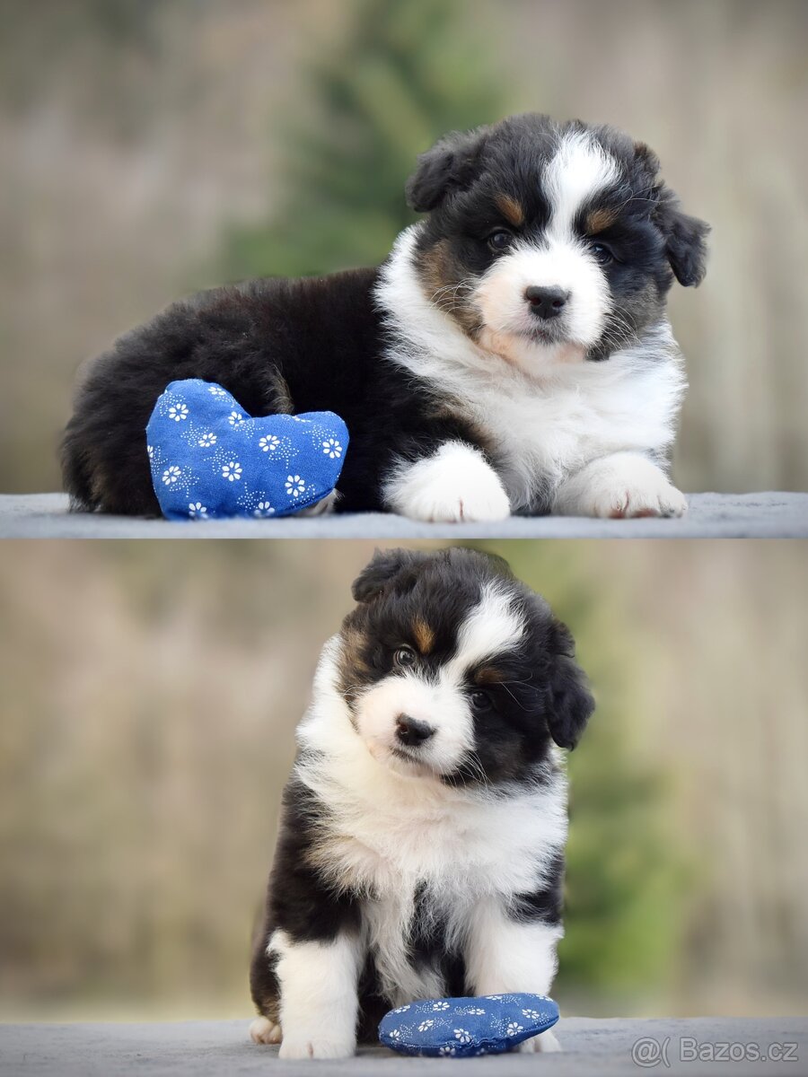 Australský ovčák s PP - 3