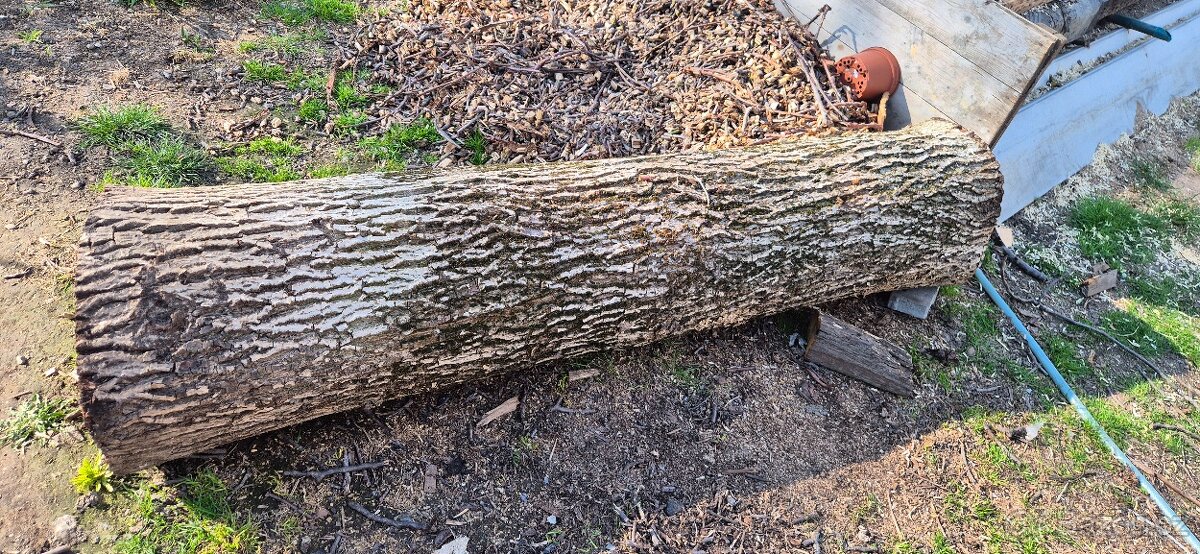 Prodám kmen ořechu - 3