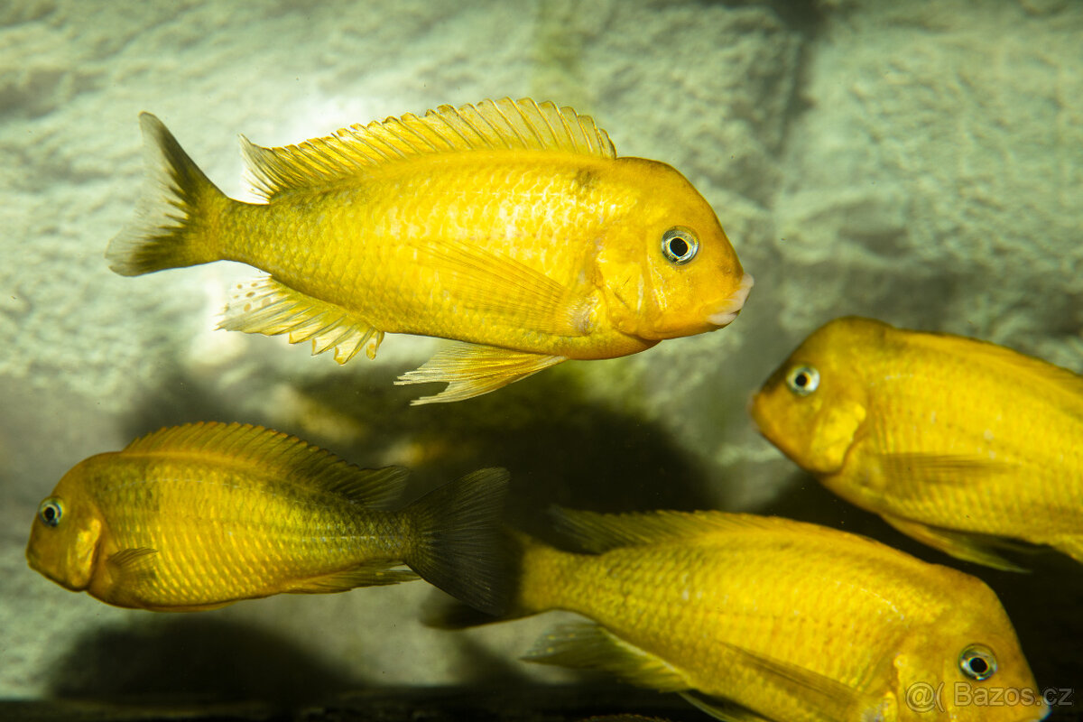Tropheus - 3