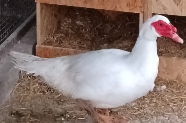 Kachna pižmová - 3
