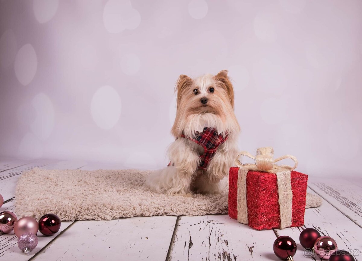Golddust Yorkshire Terrier (Jorkšírský terier) - 3