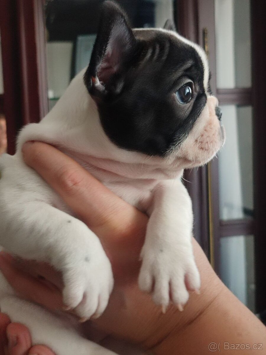 Štěně francouzského buldoka od titulovaných rodičů - 3