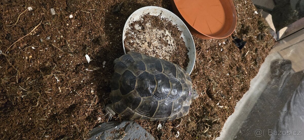 Samice želvy zlutohnedé - 3