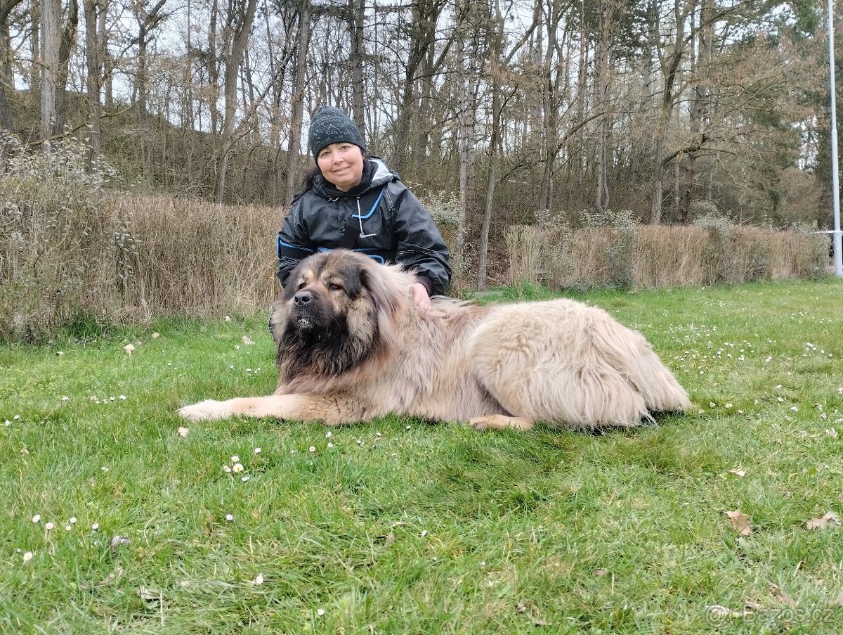Kavkazský pastevecký pes - krytí pouze fen s PP - 3