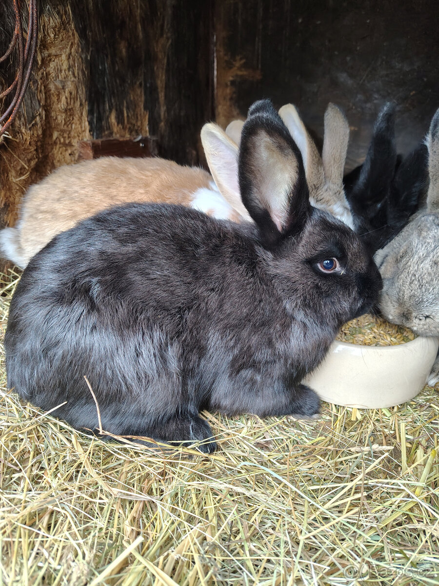 Králíci - samice - 3