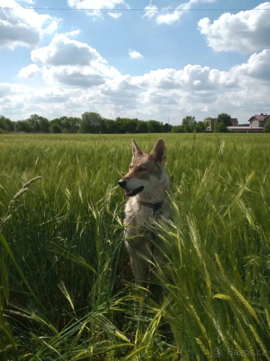 Saarloosův vlčák - štěňátka s PP - 3