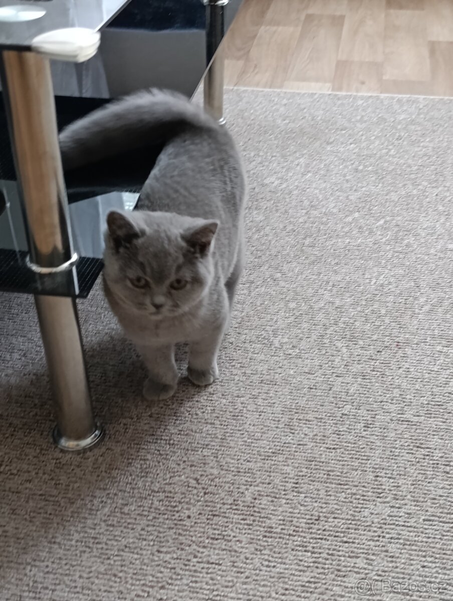 Britská kočička - 3