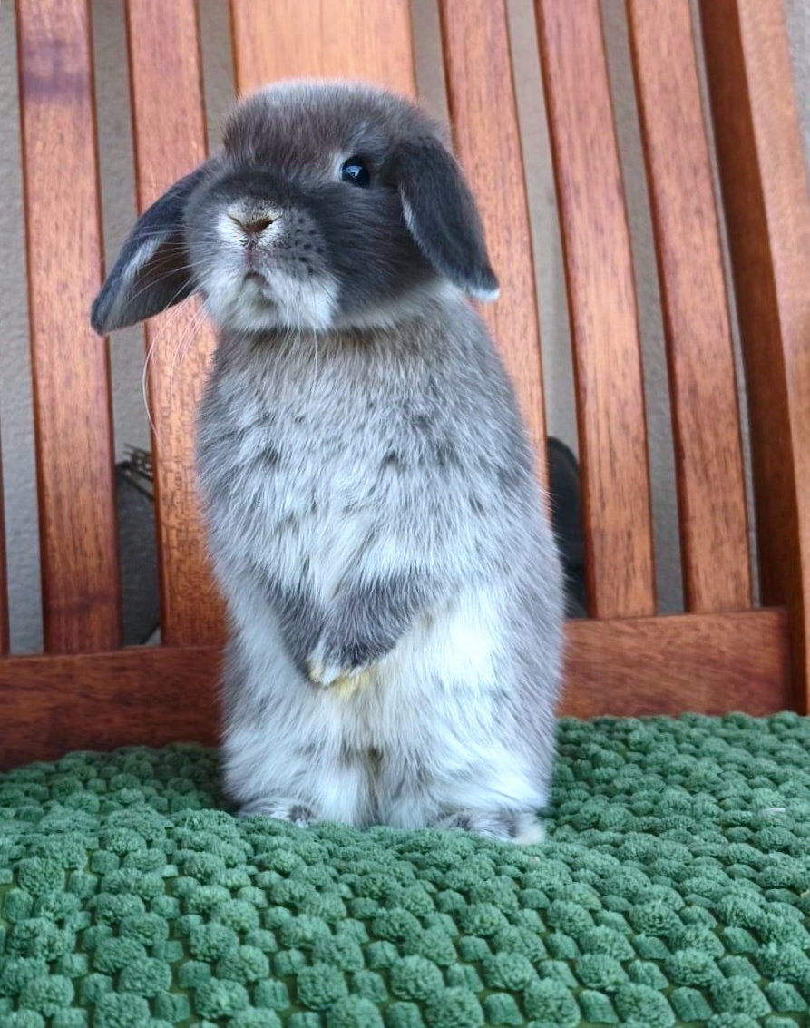 Zakrslý králíček MINILOP 🩷 holčička - 3