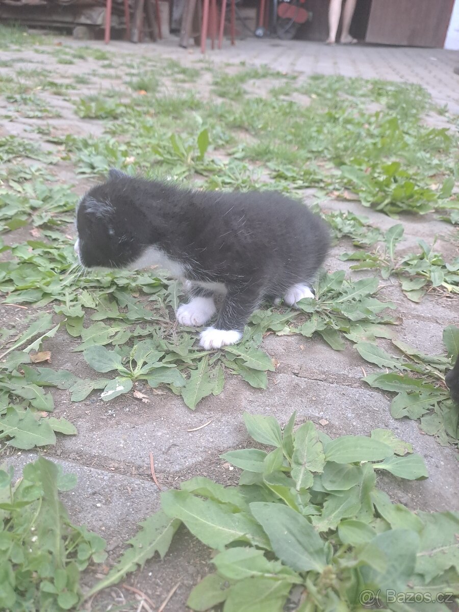 Koťátko - 3
