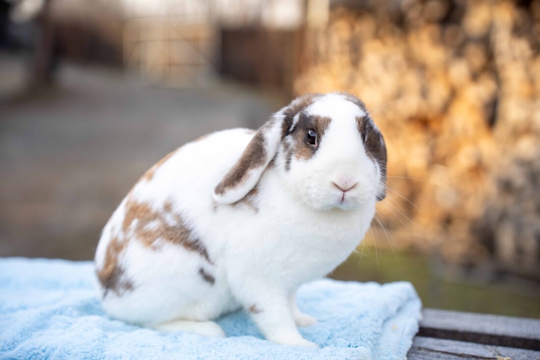 Daruji zakrslé králíčky - 3