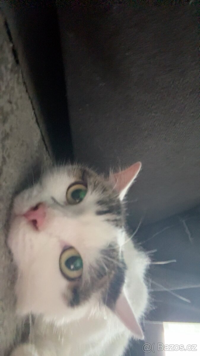 Daruji kočičku - 3