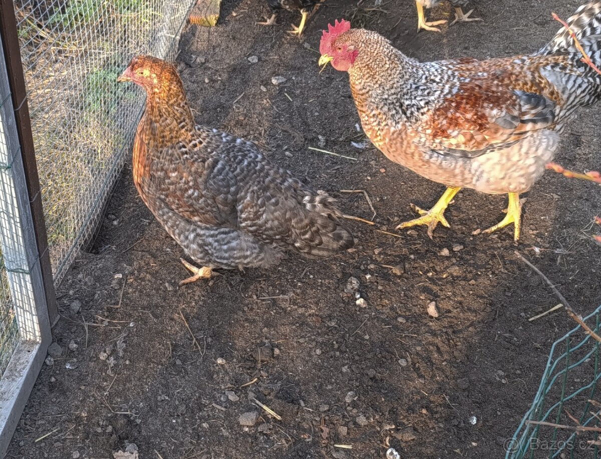 Bielefeldka rodobarvá - 3