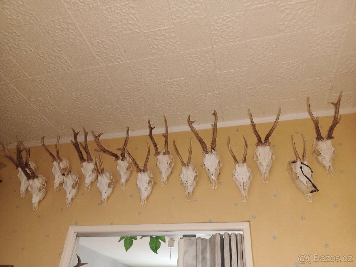 Lovecké trofeje - 3