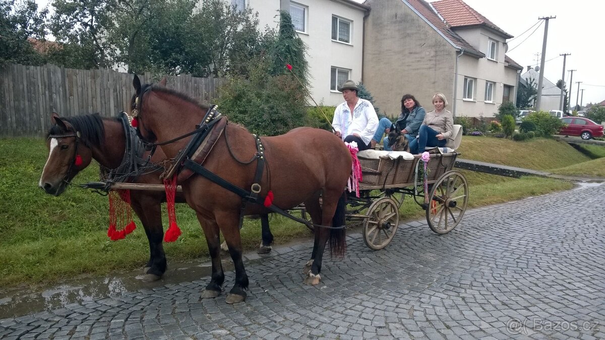 Bryčka košatina - 3