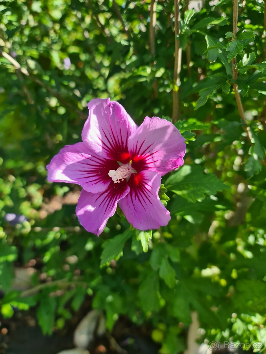 Ibišek syrský na kmínku - 3