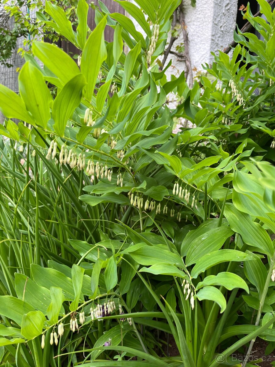 Kokořík mnohokvětý - trvalka - 3